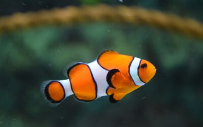 De juiste plek voor je aquarium in huis